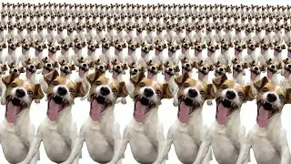 laughing dog meme x10000000