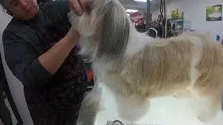 Coupe aux ciseaux Shih Tzu Fev 2020