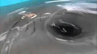Dolphin-up-close | Dolphin Eye Close Up
