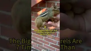 5 Surprising Facts about Squirrels 😲 | Crazy Facts | Amazing Facts | Cute Animal Facts