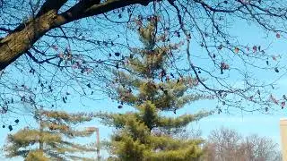 one leaf blowing VIDEO0102