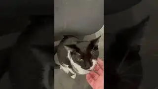 Pat the cat 🐱😸😺#shorts #viral