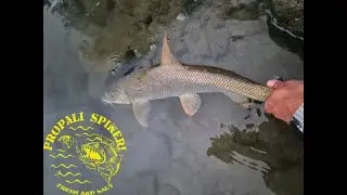 Favorite TOTEM rod on test Big Barbel Sava river
