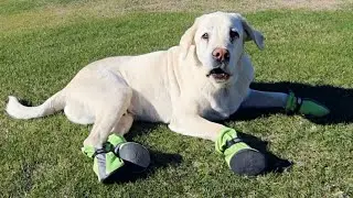 Chief Reacts To Wearing Shoes At The Park!