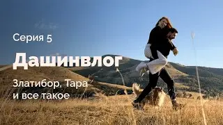 Путешествие по Сербии | Златибор, парк Тара, Шарганская восьмерка, Дрвенград | Дашинвлог #5