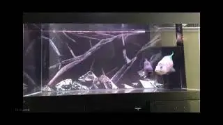 Parachromis Dovii Vs Black Piranha (Serrasalmus rhombeus)