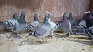 تحياتي للجميع اليوم اول تدريب 30/كلم بي نجح👌👌1/12/26 🇲🇦🕊️🕊️