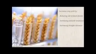 Genetically Modified Wheat and its' impact on environmental sustainability