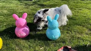 Easter With Chihuahuas! Easter Egg &ldquo;treat&rdquo; Hunt & Toys and Treats 🐰