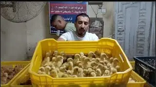 أسعار الكتاكيت البط الرومى والسمان فى معمل كتاكيت البرماوى (١/٢٦)