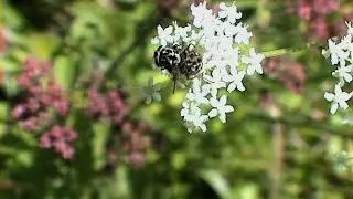 Graphomya maculata