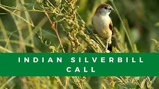 What does the Indian silverbill sound like? White-throated munia call