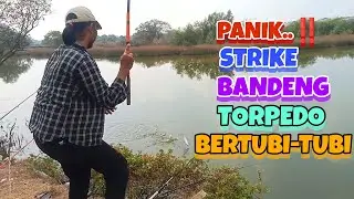 MANCING IKAN BANDENG SEHARIAN SEPUASNYA HANYA BAYAR 15K