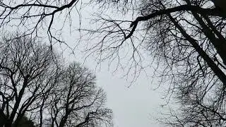 Hawfinches
