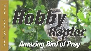 Hobby Amazing Birds of Prey - in Herefordshire's Wye Valley