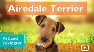 Amazing Facts About Airedale Terrier Puppies