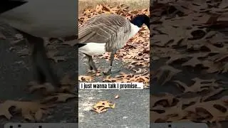 I just wanna talk&hellip; #funny #justkidding #shorts #waterfowl #birds #birdwatching #wildlife #yl247