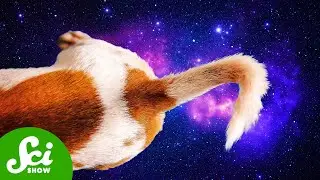 Cosmic Tails (That Aren&rsquo;t From Comets)