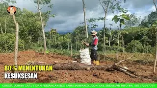Kunci Sukses Bisnis di Peternakan Rahasiahnya Ada di Video Ini! 80% Menentukan Kesuksesan Usah