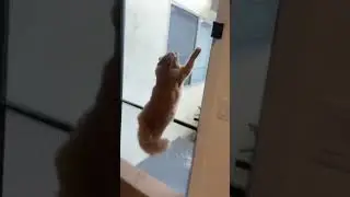 Crazy Cats in Action🐾😻CrazyCats #FunnyCats #CatVideos#CatsInAction #CuteCats#HilariousCat #PetLovers