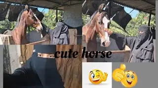 Horse video horse horse 🐎#daily#love#video 