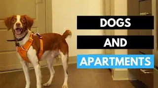 Having a Dog in an Apartment - Quick Tips