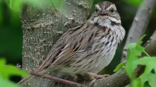 Song sparrow alarm / distress / warning call sounds | Bird