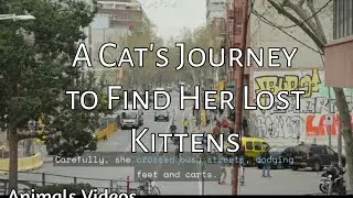 A Cat's Journey to Find Her Lost Kittens,Animals Videos😍