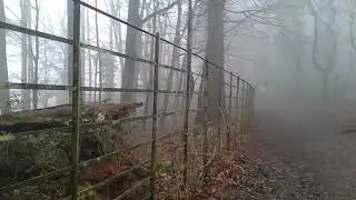 Misty Boxing Day Walk through Ashton Court Woods