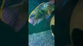 aggressive green terror #fish #aquarium #oscarfish #viral #trendingshorts #trending #viralshorts