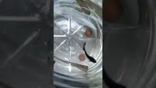 Hit them with some banana leaves as soon as I finish water change
