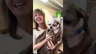 Спасательные собаки, ранее имевшие спутанную шерсть, впервые в жизни купаются!