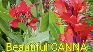 Beautiful canna#canna plant #Canna plant at home # Canna#Aarus kitchen gardening#