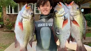 Mu MANIA! Hawaii Spearfishing For GIANT Mu | Ft. Luke Vaughn