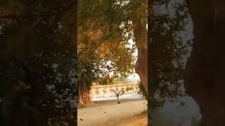 Surprising My wife | Waiting At B'ed collage | @subhanahmed6450