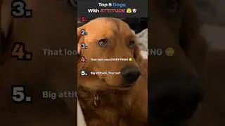 Top 5 Dogs Who Think They Run the House 😭🐾 #animalshorts #top5 #funny #pets