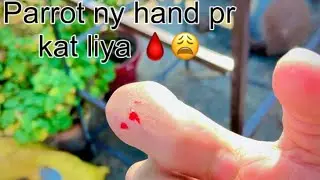Parrot ny hand pr kat liya😩#parrot #birds #talkingparrot #vlogs 