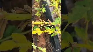 A geeen frog is on the green plants