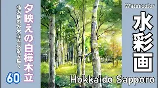 夕映えの白樺林　　水彩画　酒井芳元