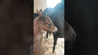 #Palerme d'Emace , 17 days #Foal #VPower #Weltemeyer #Elevagedemace #Horselife