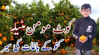 Pakistan ka California | Kot Momin | Nagar Nagar ki Sair | Citrus #kinoo #fruits #travel