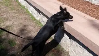Eve the Doxador jumps!