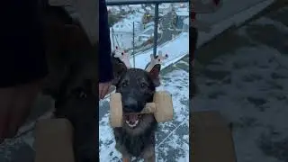 Christmas is getting closer❄️🦴🥰 #germanshepherd #igp #pets #sports #dog #gsd #christmas #cutedog