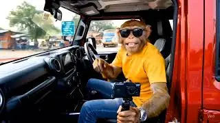 Monkey AI vlog #thor #teasers #comedy #funny #trending