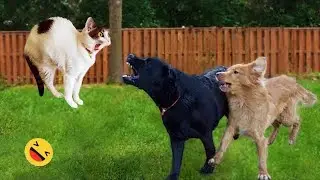 Funny Dog Video Clips 😹🐶 The Funniest Cat & Dog Moments Compilation 😁