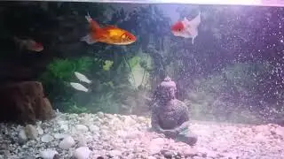 #red cap gold fish # golden fish # molly fish # fish tank 