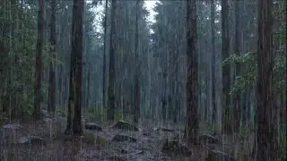 Tropical Forest Rain at Night 🌧️ Soft Thunder for Deep Sleep | Live Nature Ambience