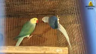 2018 BREEDING SEASON CLEAR TAIL INDIAN RINGNECKS PAIR