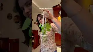 Easiest Knotted Hanging Trick #moneyplant #decoratewithme #sunilassweethome