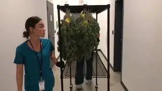 Medical marijuana being harvested in Meigs County, OH
